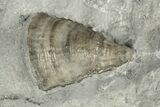 Eldredgeops Trilobite Fossil With Horn Coral - Hamburg, New York #188827-1